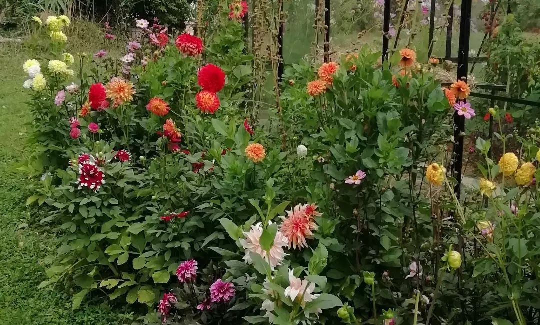 Fleurs plantées aux côtés d'une serre de jardin